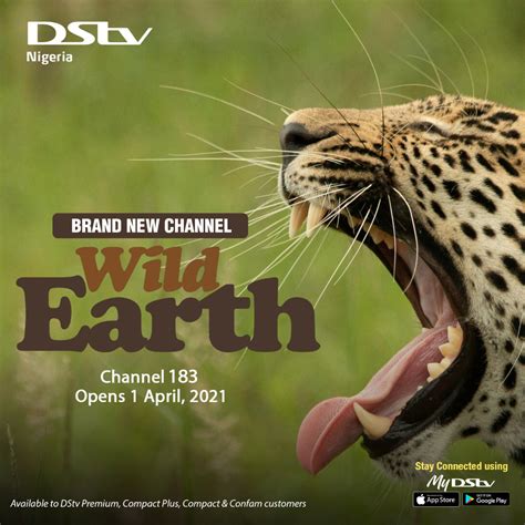 dstv wildlife channel.